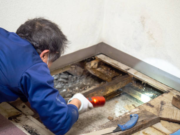 Best Mold Remediation for Schools in Huntgton, IN