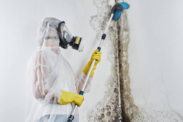 Best Commercial Mold Remediation in Huntgton, IN