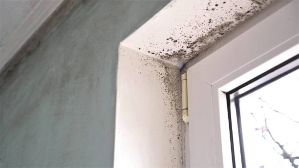 Best Mold Remediation for Specific Building Types in Huntgton, IN